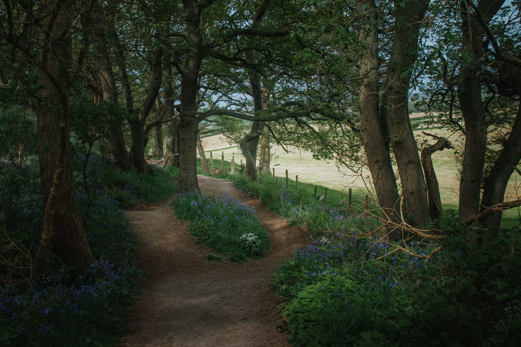A woodland path leading to a gate in spring light